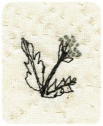 Thistle embroidery - Workshops
